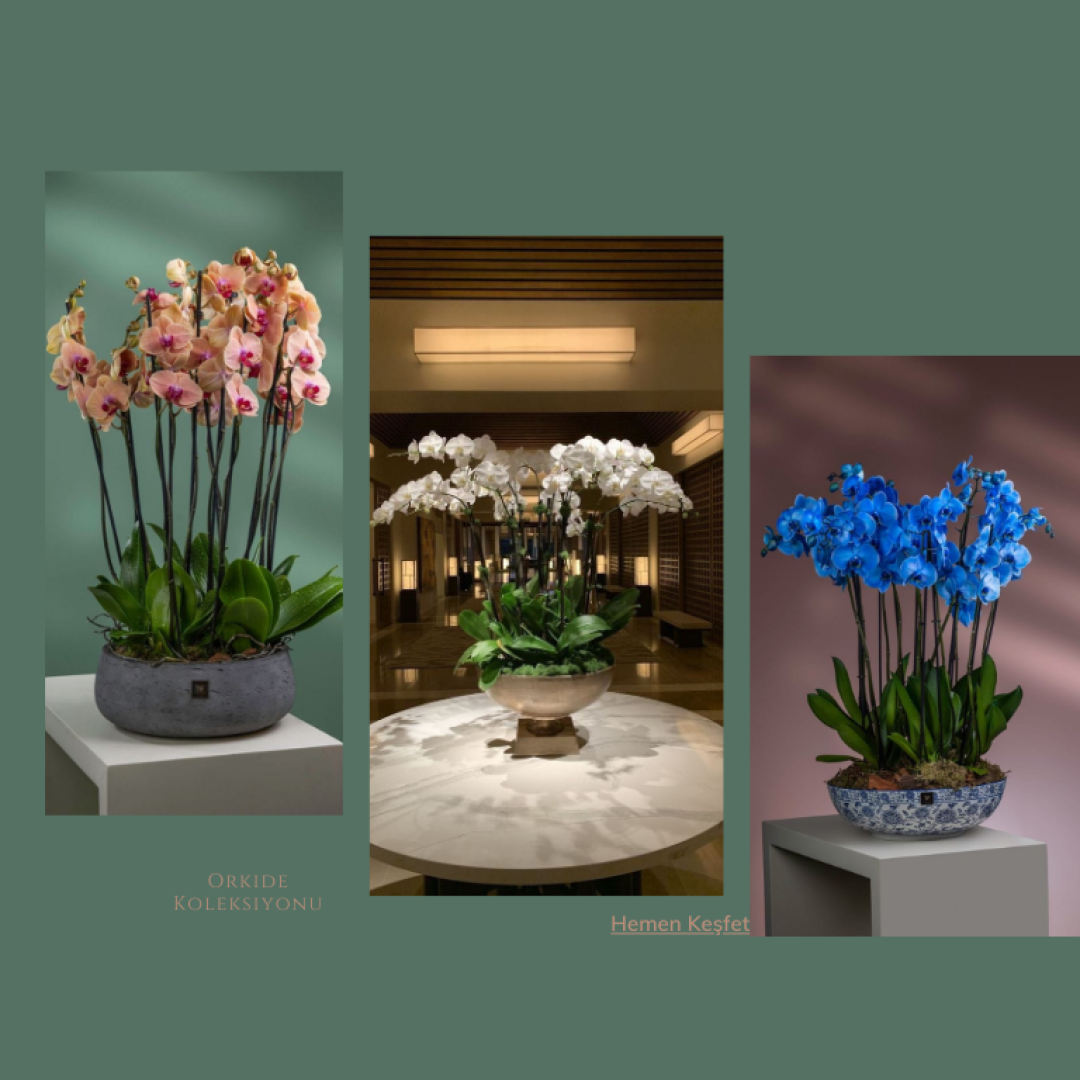 Orkide Çiçeği Bakımı