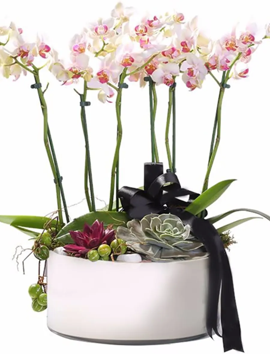 Dekoratif Saksıda İthal Orkide Tanzimi